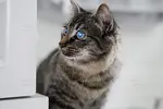 مجموعه براش نور لنز