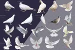 PNG کبوتر در حال پرواز