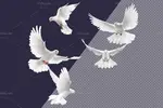 PNG کبوتر در حال پرواز