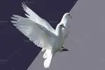 PNG کبوتر در حال پرواز