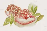طرح آبرنگی میوه انار
