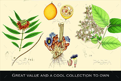 تصاویر گیاهان و گیاه‌شناسی