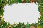 قاب و فریم گل و گیاهان طبیعی